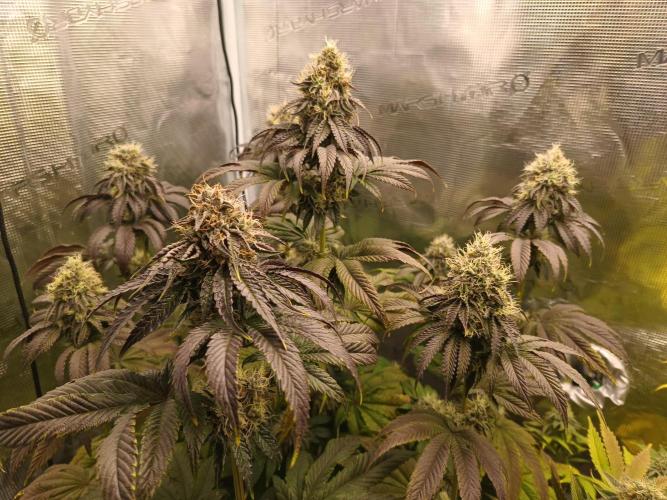 BlueGem, CocoFresh 1st.Grow. Week 11 - CocoFresh