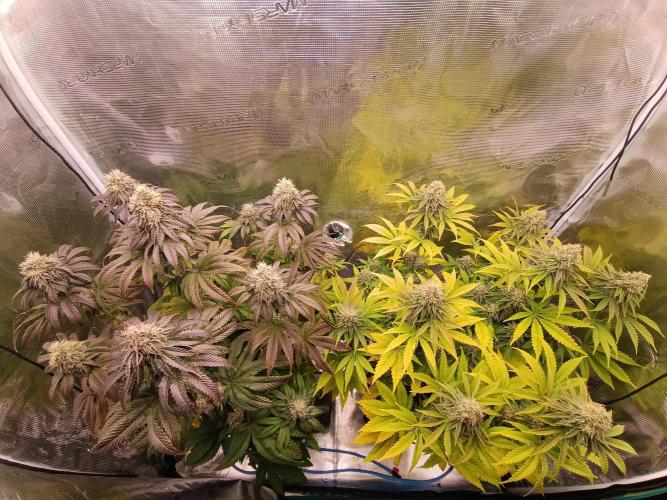 BlueGem, CocoFresh 1st.Grow. Week 11
