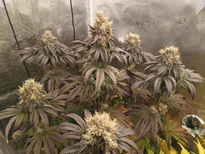 BlueGem, CocoFresh 1st.Grow. Week 12 - CocoFresh