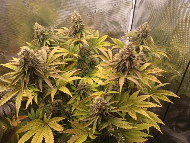 BlueGem, CocoFresh 1st.Grow. Week 12 - BlueGem