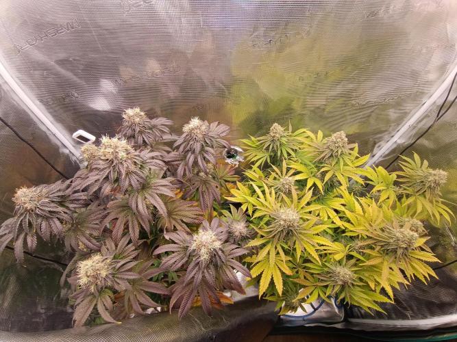 BlueGem, CocoFresh 1st.Grow. Week 12