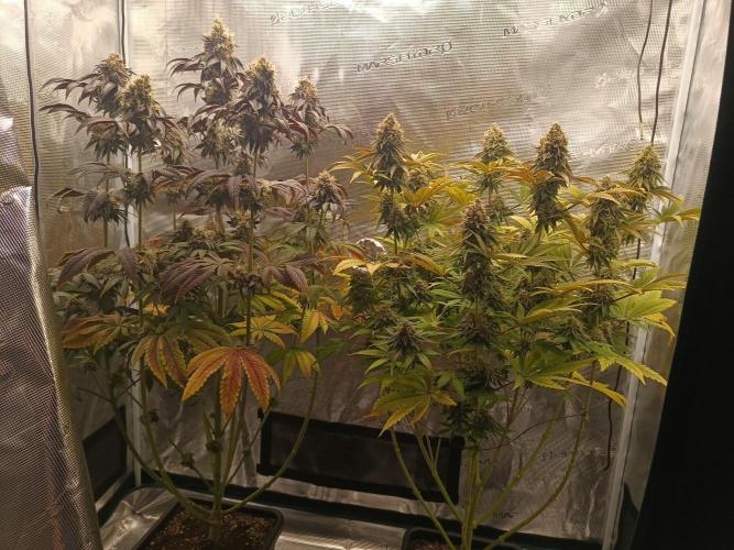 BlueGem, CocoFresh 1st.Grow. Week 12