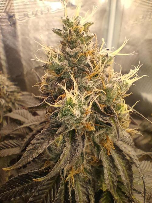BlueGem, CocoFresh 1st.Grow. Week 12 - CocoFresh