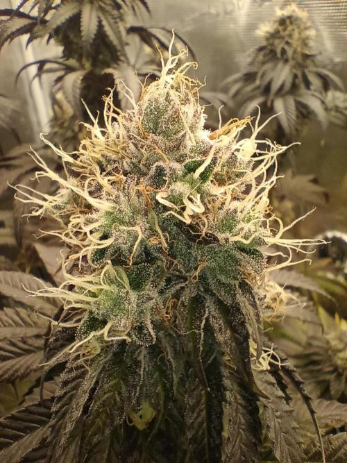 BlueGem, CocoFresh 1st.Grow. Week 12 - CocoFresh