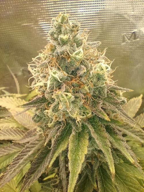 BlueGem, CocoFresh 1st.Grow. Week 12 - BlueGem