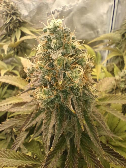BlueGem, CocoFresh 1st.Grow. Week 12 - BlueGem