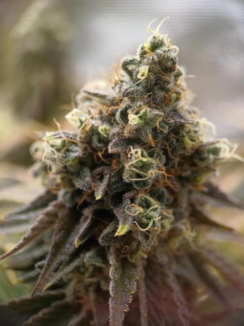 BlueGem, CocoFresh 1st.Grow. Week 13 - BlueGem