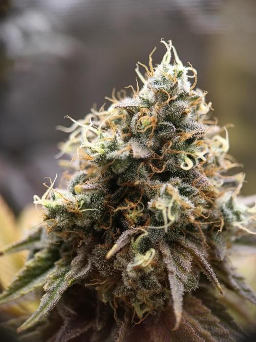 BlueGem, CocoFresh 1st.Grow. Week 13 - BlueGem