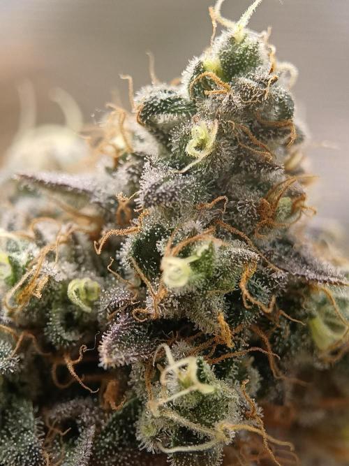 BlueGem, CocoFresh 1st.Grow. Week 13 - BlueGem