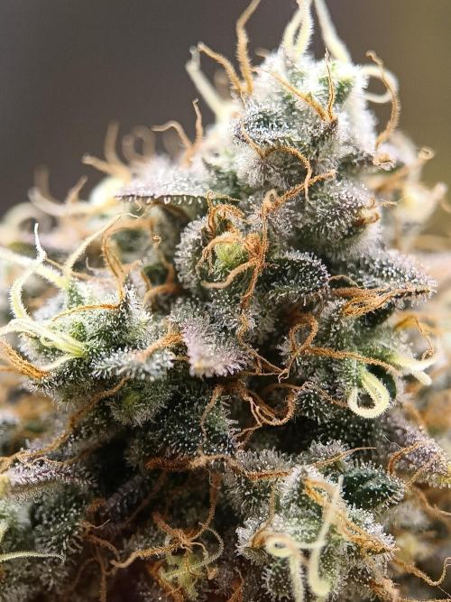 BlueGem, CocoFresh 1st.Grow. Week 13 - BlueGem