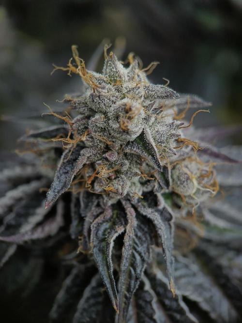BlueGem, CocoFresh 1st.Grow. Week 13 - CocoFresh