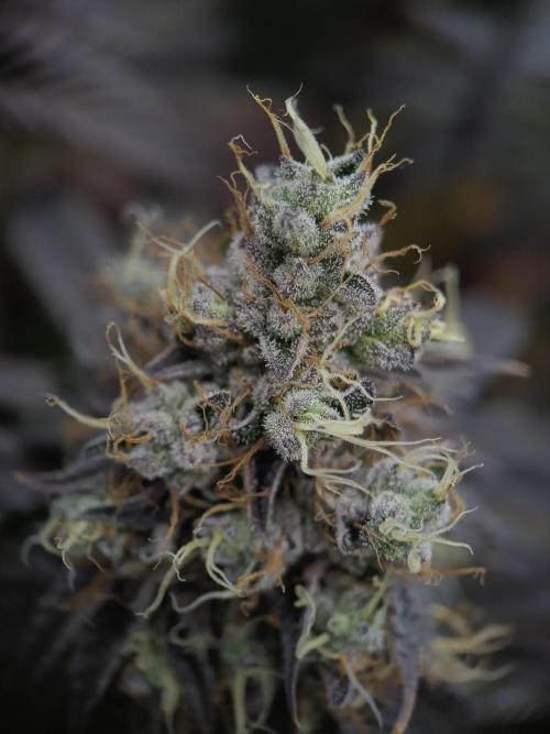 BlueGem, CocoFresh 1st.Grow. Week 13 - CocoFresh