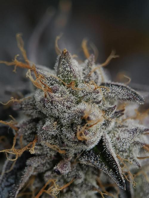 BlueGem, CocoFresh 1st.Grow. Week 13 - CocoFresh
