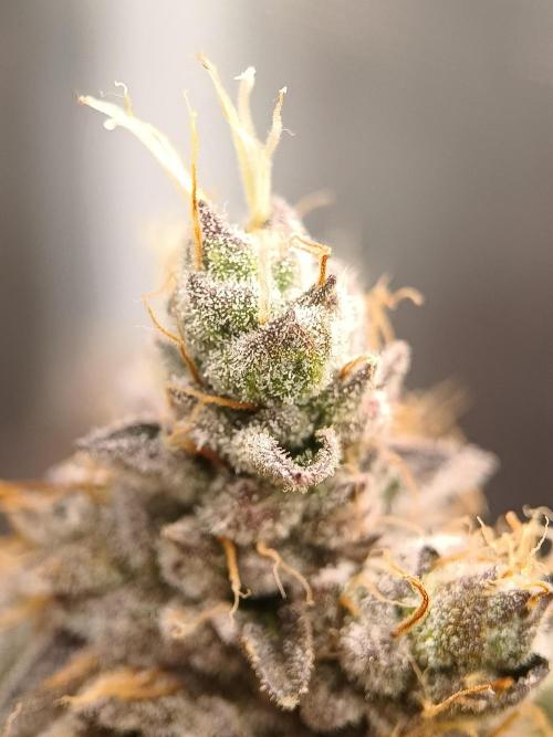 BlueGem, CocoFresh 1st.Grow. Week 13 - CocoFresh
