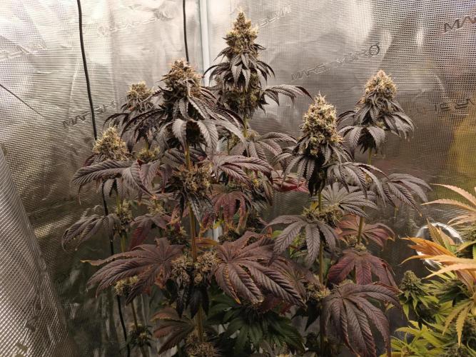 BlueGem, CocoFresh 1st.Grow. Week 13 - CocoFresh