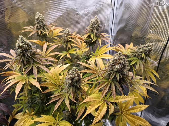 BlueGem, CocoFresh 1st.Grow. Week 13 - BlueGem