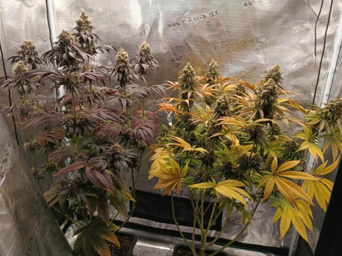 BlueGem, CocoFresh 1st.Grow. Week 13