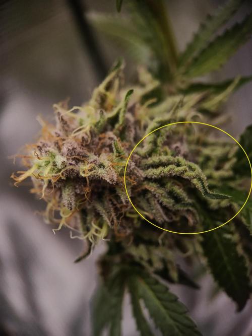 BlueGem, CocoFresh 1st.Grow. Week 13 - Názor prosím.