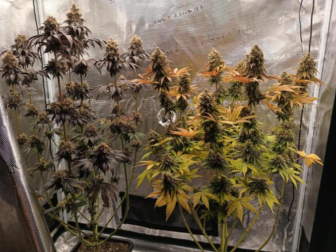 BlueGem, CocoFresh 1st.Grow. Week 14