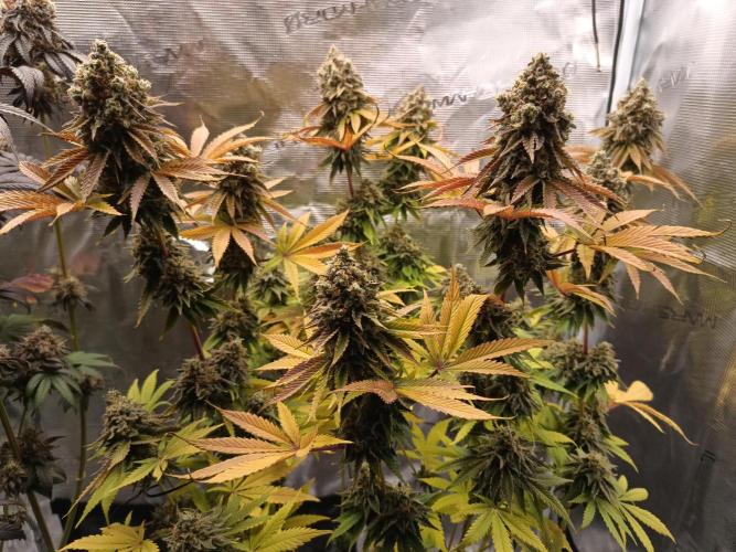 BlueGem, CocoFresh 1st.Grow. Week 14 - BlueGem