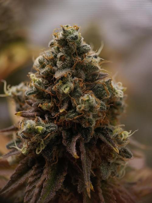 BlueGem, CocoFresh 1st.Grow. Week 14 - BlueGem