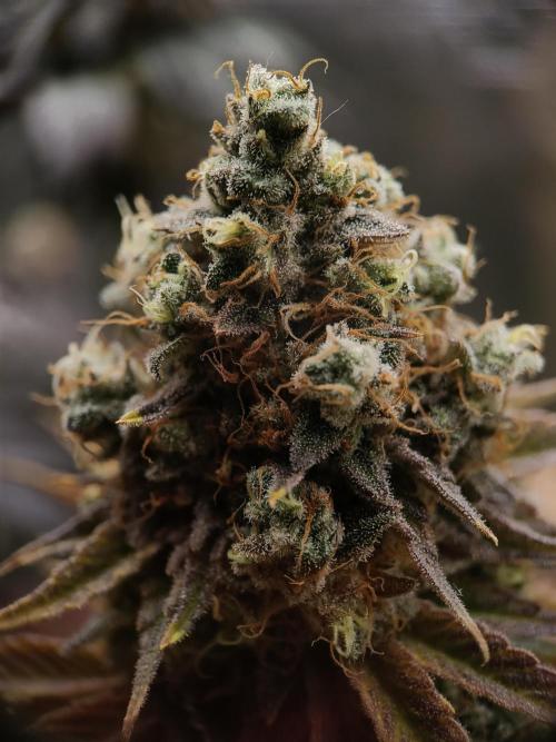 BlueGem, CocoFresh 1st.Grow. Week 14 - BlueGem