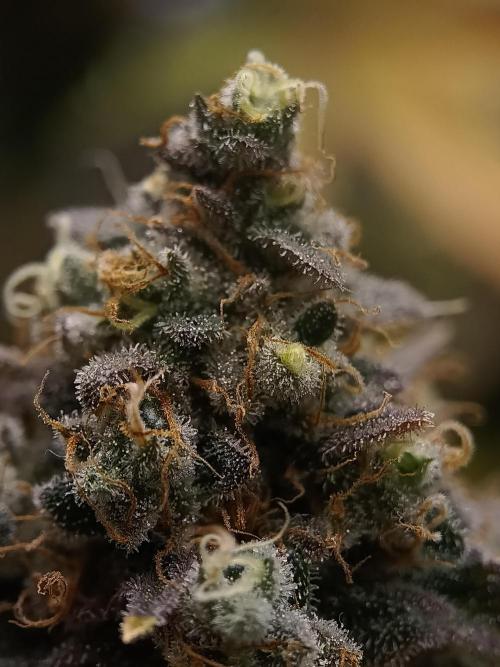 BlueGem, CocoFresh 1st.Grow. Week 14 - BlueGem