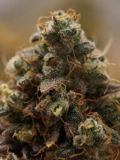 BlueGem, CocoFresh 1st.Grow. Week 14 - BlueGem