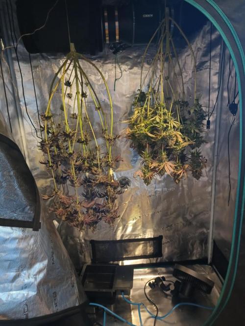 BlueGem, CocoFresh 1st.Grow. Week 14