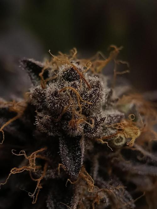 BlueGem, CocoFresh 1st.Grow. Week 14