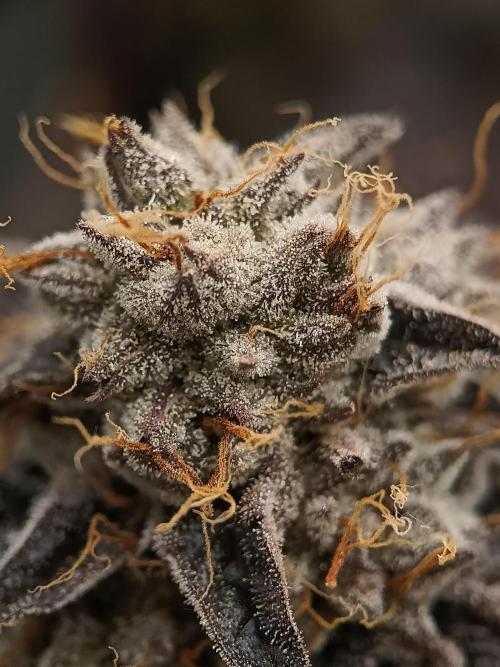 BlueGem, CocoFresh 1st.Grow. Week 14