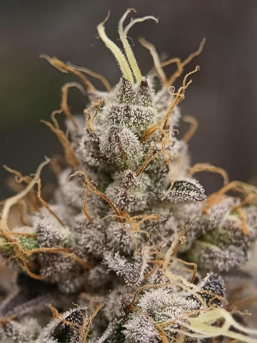 Paradise Seeds - Blue Gem door KejmilJeKejmil