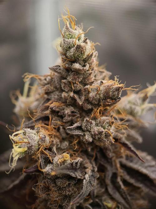 BlueGem, CocoFresh 1st.Grow. Week 14