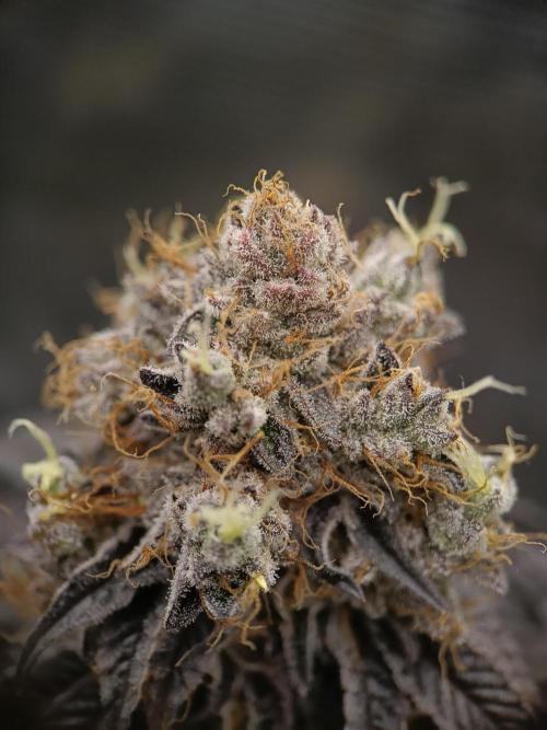 BlueGem, CocoFresh 1st.Grow. Week 14