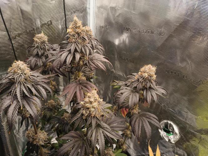 BlueGem, CocoFresh 1st.Grow. Week 14