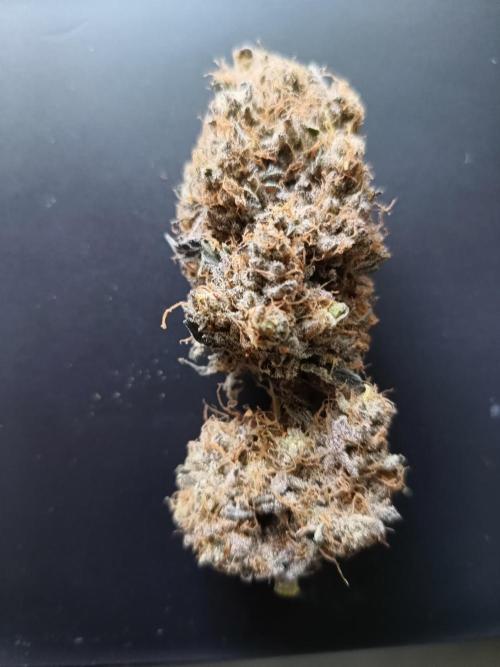 BlueGem, CocoFresh 1st.Grow. Week 14 - CocoFresh