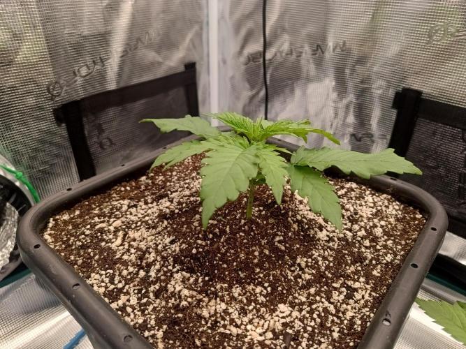 Zasaď si sám. Week 2 - HinduKush
