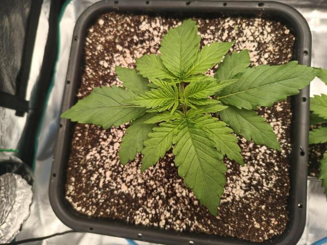 Zasaď si sám. Week 2 - HinduKush