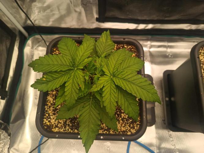 Zasaď si sám. Week 3 - HinduKush