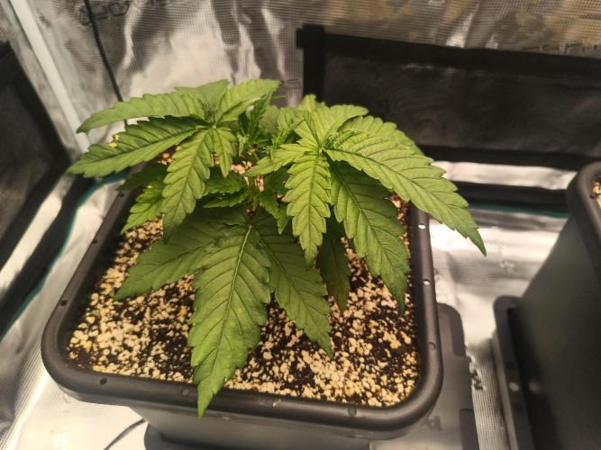 Zasaď si sám. Week 3 - HinduKush