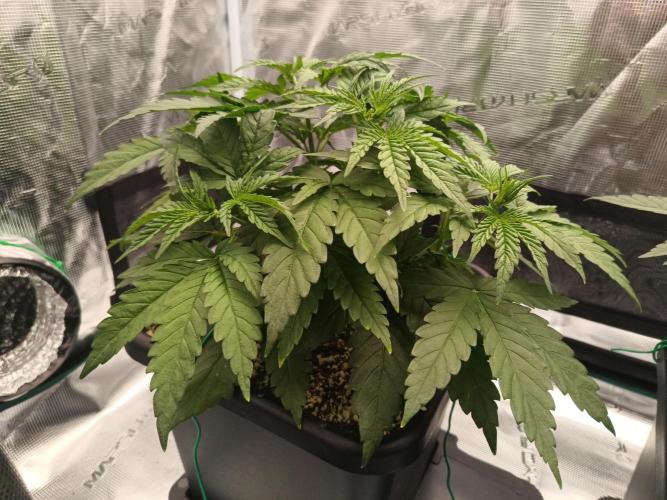 Zasaď si sám. Week 4 - HinduKush