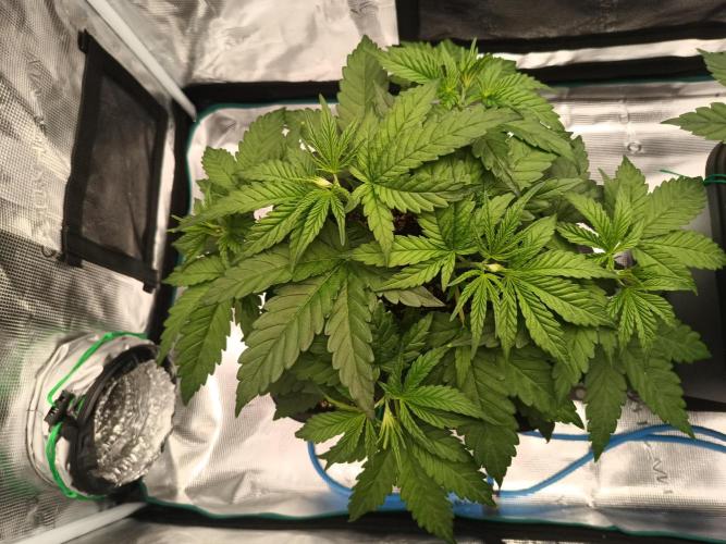 Zasaď si sám. Week 4 - HinduKush