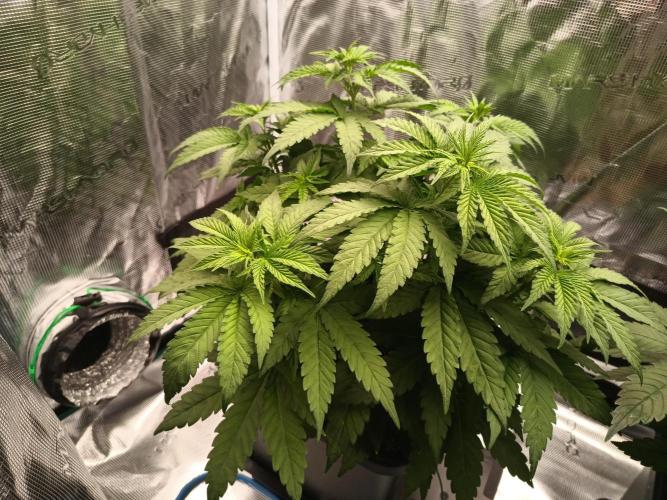 Zasaď si sám. Week 5 - HinduKush