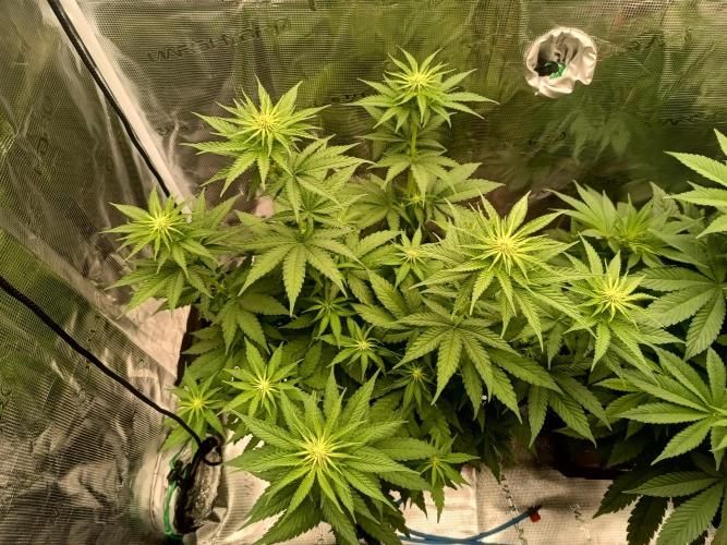 Zasaď si sám. Week 6 - HinduKush