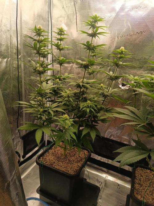 Zasaď si sám. Week 7 - HinduKush