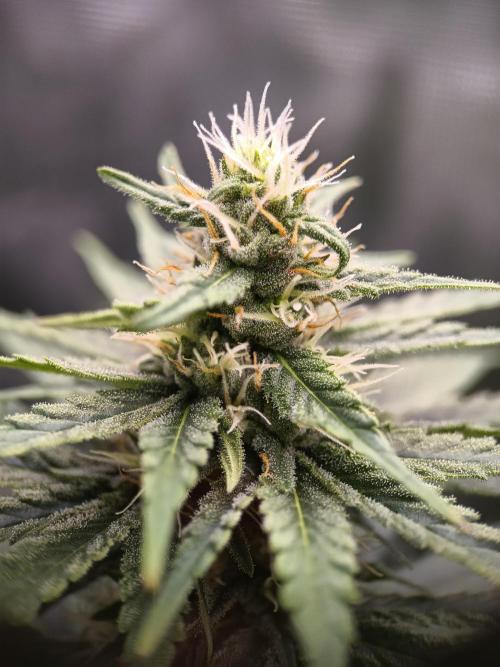Zasaď si sám. Week 8 - HinduKush