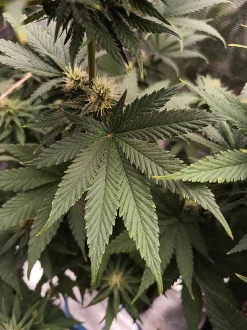 Zasaď si sám. Week 8 - HinduKush
