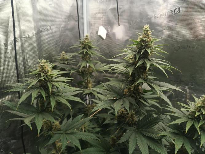 Zasaď si sám. Week 9 - HinduKush