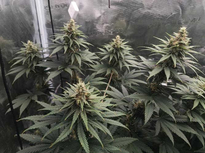 Zasaď si sám. Week 9 - HinduKush
