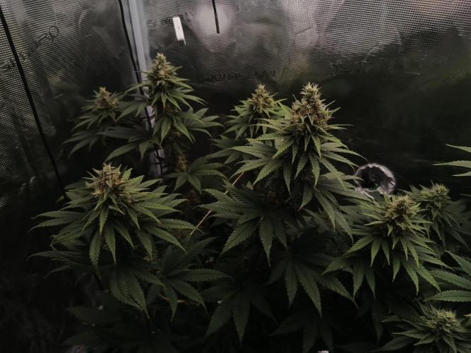 Zasaď si sám. Week 10 - HinduKush